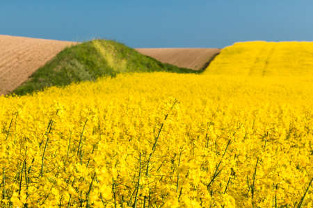 Field with oilseed rapeの写真素材
