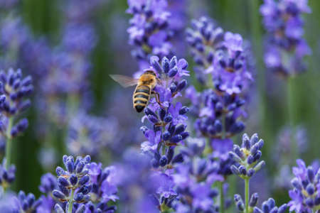 Lavender in bloom with bee
