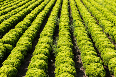 Field with Lollo Bianco lettuceの写真素材