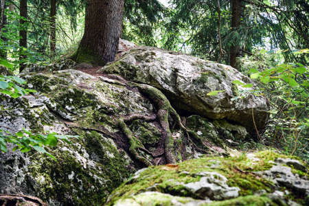 Forestの写真素材