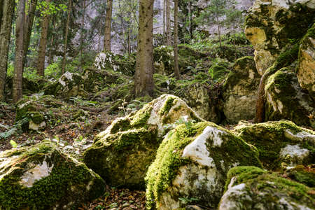 Beautiful Forestの写真素材