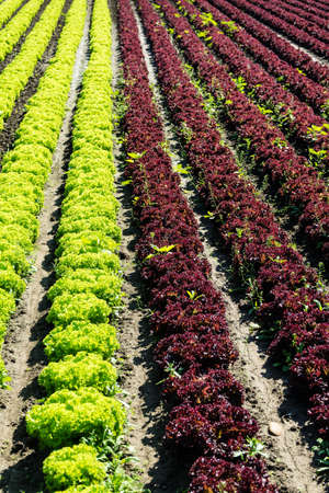 Fresh Lettuce On Fieldの写真素材