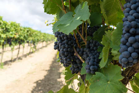 Blue Grapes Vineyard