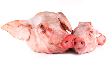 Pig Heads On Whiteの写真素材
