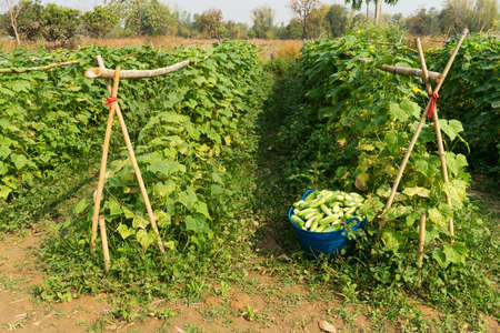Cucumber Harvest