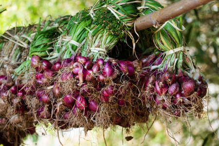 fresh onions from harvestingの写真素材