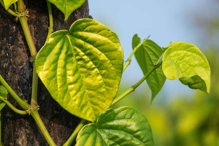 Betel leavesの写真素材
