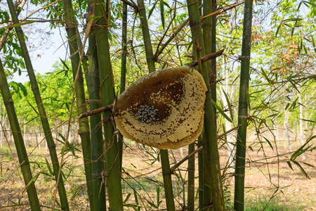 Beehive outdoorsの写真素材