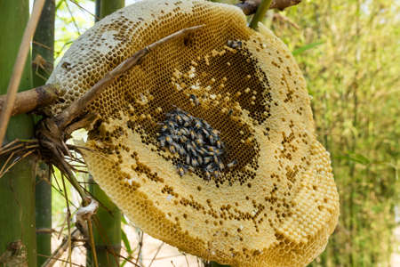 Beehive outdoors
