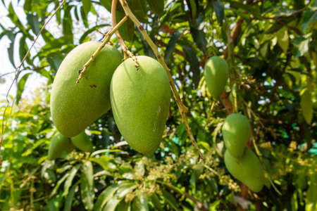 Mango Treeの写真素材
