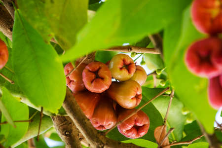Rose Apple