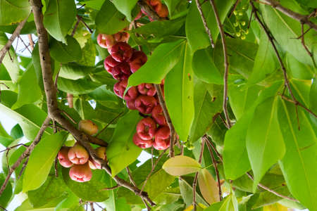 Rose Appleの写真素材