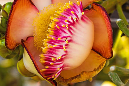 Cannonball Tree In Bloomの写真素材