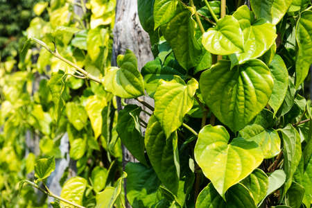 Betel leaves growing on tree trunkの写真素材