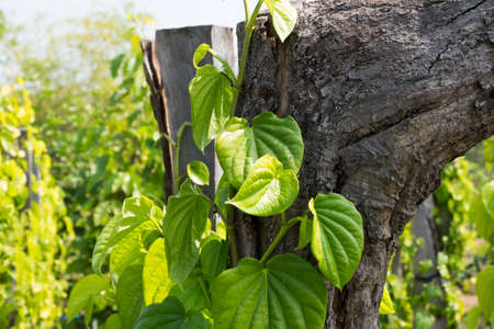 Betel leaves growing on tree trunkの写真素材