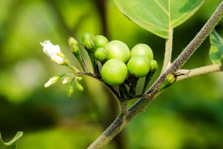 Pea Eggplantの写真素材