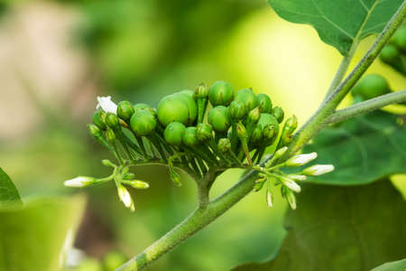 Pea Eggplantの写真素材