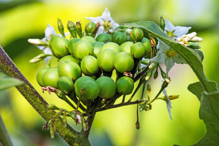 Pea Eggplant