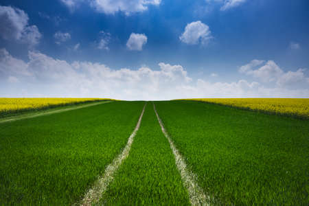 Agriculture Field With Oilseed Rapeの写真素材
