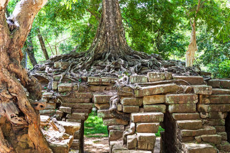 Ta Phrom at Angkor Wat, Cambodia