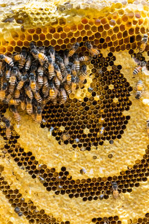 Honeycomb With Bees And Larvaの写真素材