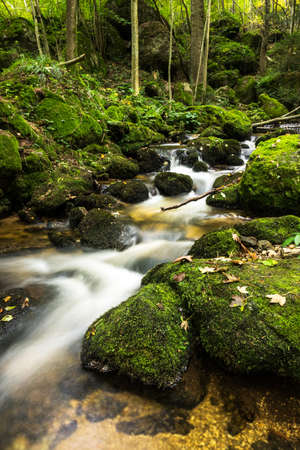 Mountain River Through Forest