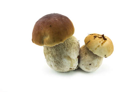 Penny Bun On Whiteの写真素材