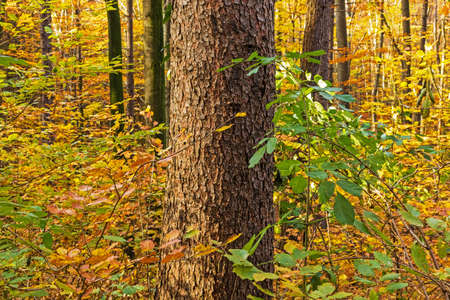 Autumn Forestの写真素材