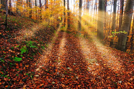 Forest In Autumnの写真素材