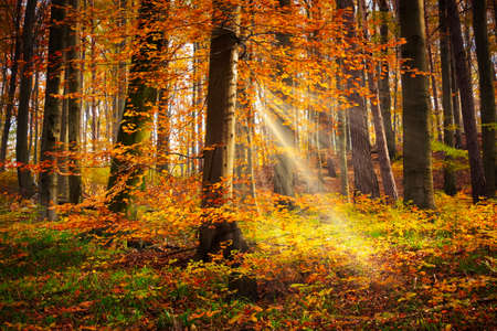 Fairytale Forestの写真素材