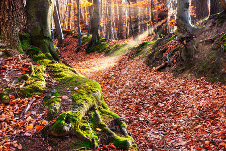 Fairytale Forestの写真素材