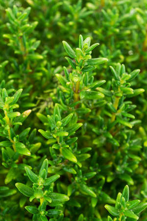 Thyme