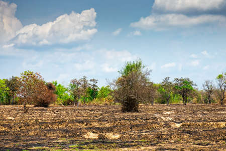 Slash And Burn Agricultureの写真素材