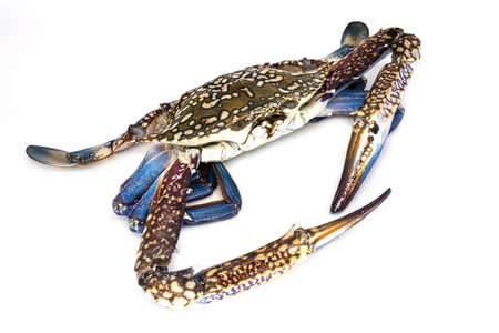 Crab isolatedの写真素材