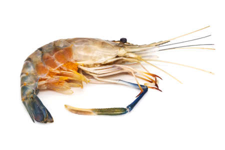 Fresh Prawn Isolatedの写真素材
