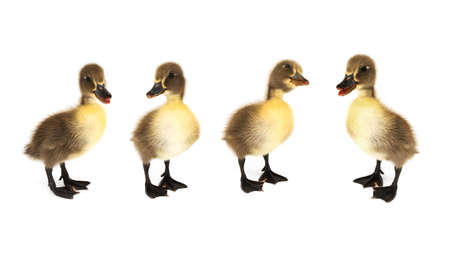 Ducklings isolatedの写真素材