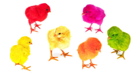Dyed Chicks