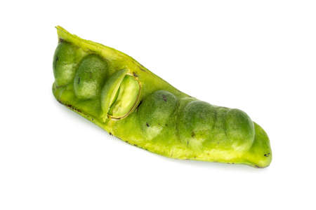 Satoh Isolatedの写真素材