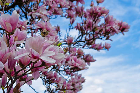 Magnolia In Bloom