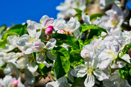 Apple Tree In Bloomの写真素材