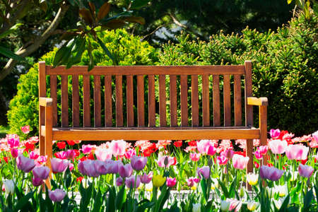 Wooden bench in springの写真素材