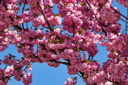 Tree With Pink Blossom
