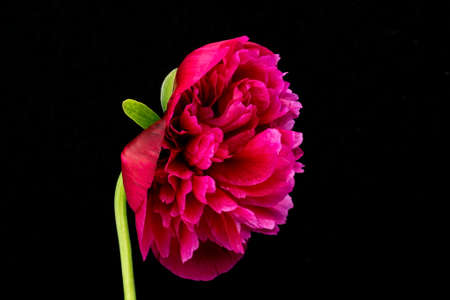 Red Peony In Bloomの写真素材