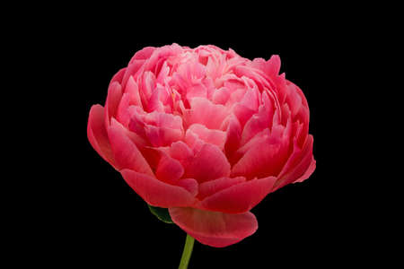 Peony In Bloomの写真素材