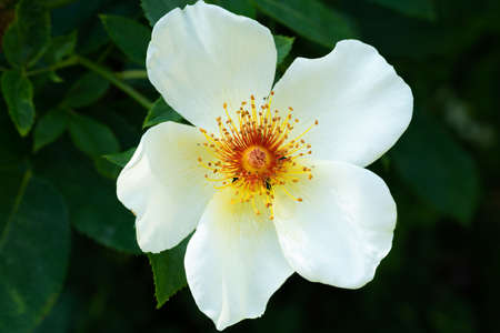 Hybrid Tea Roseの写真素材