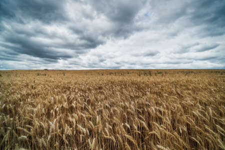 Agriculture Field With Dramatic Skyの写真素材