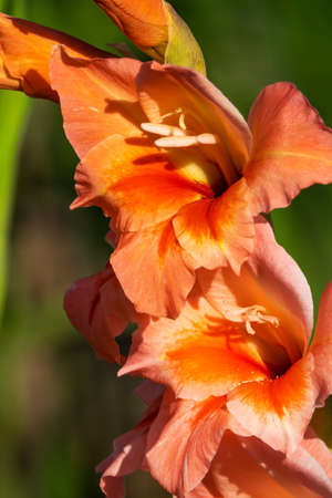 Gladiolus Close Upの写真素材