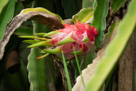 Dragon Fruit