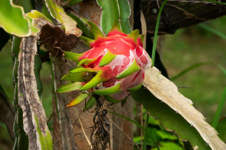 Dragon Fruitの写真素材