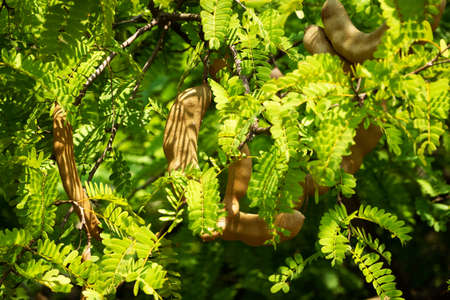 Tamarind On Tree